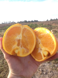 Tree Fresh Orange