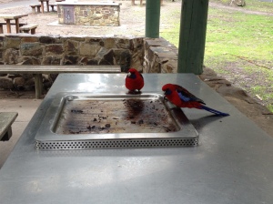 Crimson rosellas eating from a barbecue.