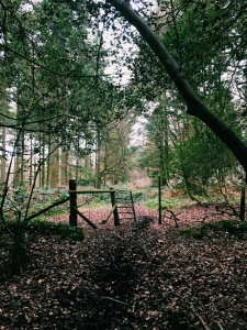 A Gate In The Woods
