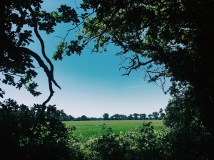 A Field Framed by Trees